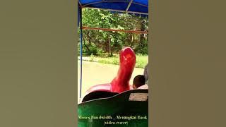 Download lagu Moses Bandwidth _ Merangkai Esok (video cover)