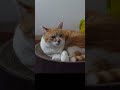 猫のリアルなため息 #元野良猫チャチャ #ねこ #ネコ #cat #猫武将 #猫侍