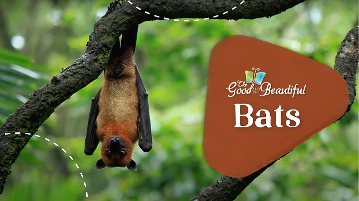 Bats | Mammals | The Good and the Beautiful