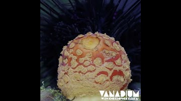 Scientists Cannot Explain The Beginning of Life.