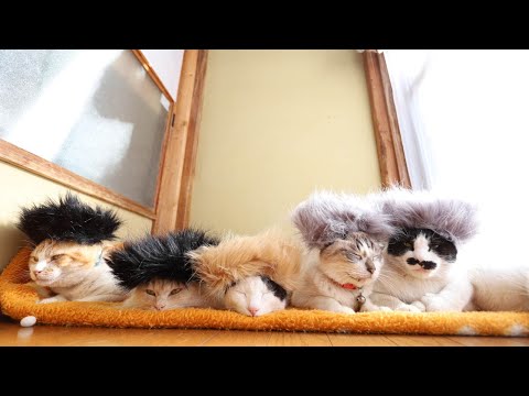 5匹のモヒカン猫 Mohawk cat 220221