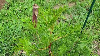 The most underutilized conifer: Incense Cedar (calocedrus decurrens)