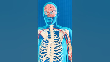 What REALLY Causes an Itch? 🤓