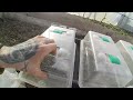Mon jardin en PSV ! #2 ( visite des planches de fin FEVRIER )