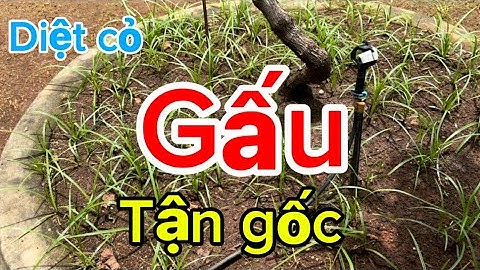  Thuốc diệt cỏ gấu, cỏ tranh tận gốc|Trần Văn Hảo