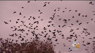 Crows Descend On Shadyside, Oakland Neighborhoods