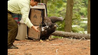 Eaglet Release