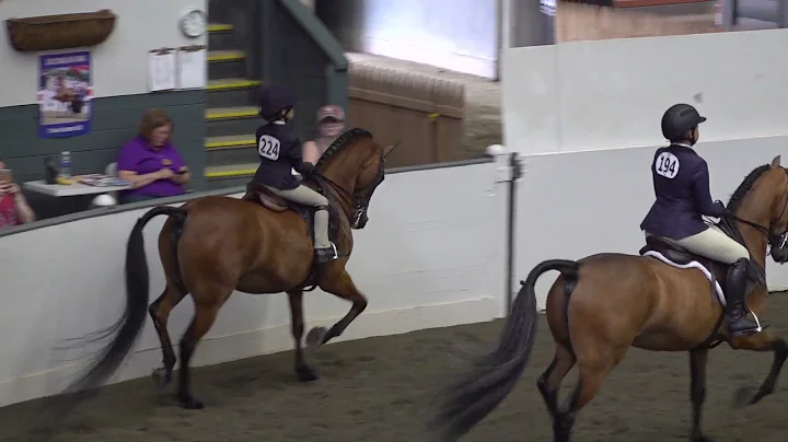 Connecticut Morgan Horse Show- June 2021- Heidi's ...