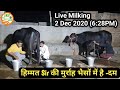 👍Live Milking@ Himat Sir's Farm (2 Dec 2020).👍(Himat Sir- 9813117054)