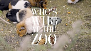 Whos Who at the Zoo | Guinea Pigs