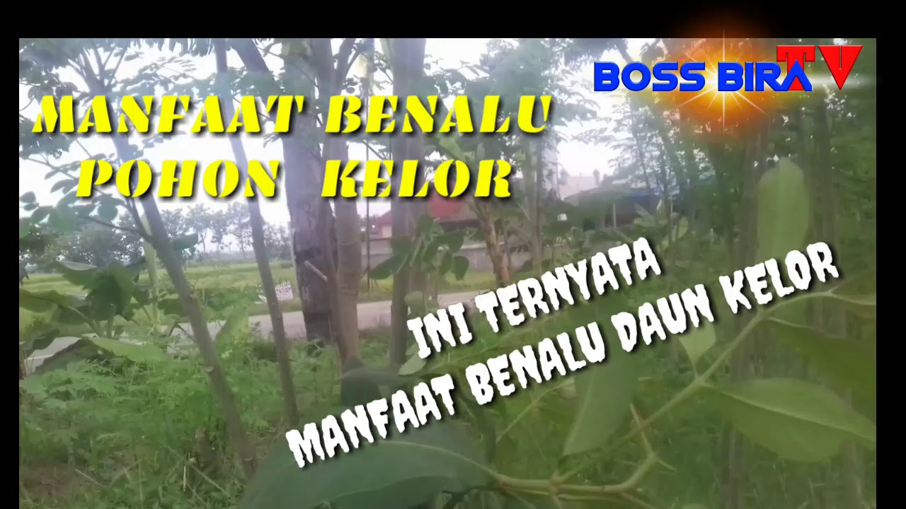 Manfaat Benalu Kelor Untuk Gagal Ginjal