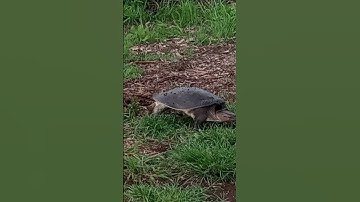 SOFTSHELL TURTLE LAYING HER EGGS REDEAUX