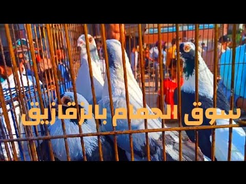 حلقة سوق الحمام بالزقازيق الجمعة ١٤ ١١ ٢٠٢٥