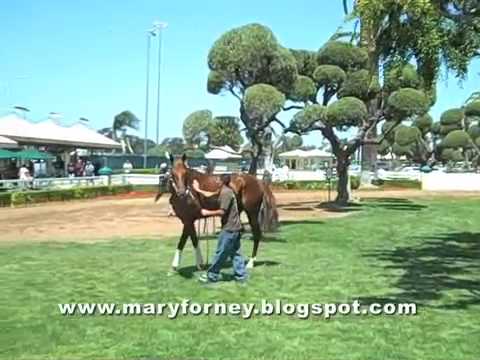 Silent Soul schooling, Hollywood Park paddock, 4-2...