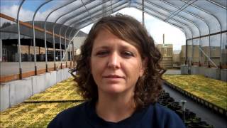 Growing Violets At Doc