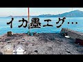 【奇跡の堤防】隣でウソみたいに釣ってるエギを借りてみたら【エギング】