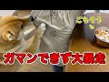 美味しいごはんがガマン出来ず大暴走する豆柴ふく #73