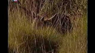 possible tasmanian tiger filmed in Australia