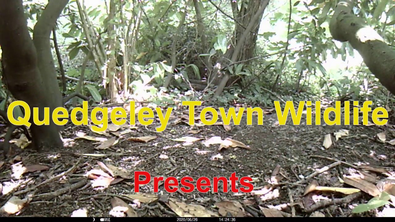 Quedgeley Town Wildlife Intro