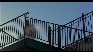 Download Lagu Remix film mobil balap musik MP3