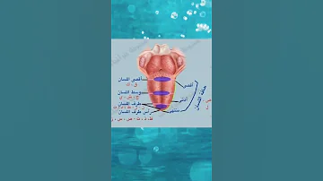 مخارج الحروف مخرج اللسان 