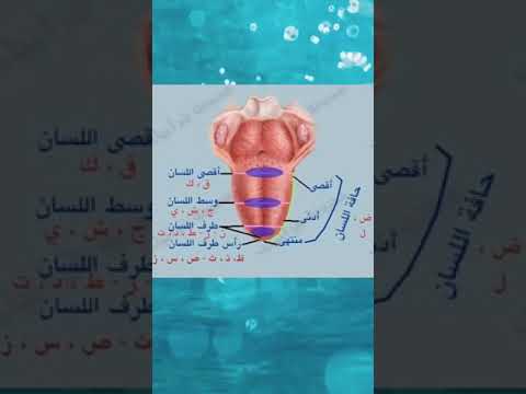 مخارج الحروف مخرج اللسان