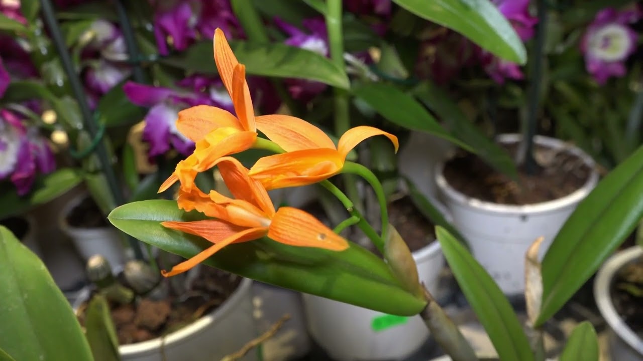 MOSTRA ORCHIDEE MERCENASCO 2026