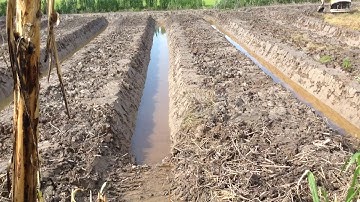 Kỹ thuật lên liếp (Những điều cần lưu ý khi lên liếp trồng cây ăn trai P3)