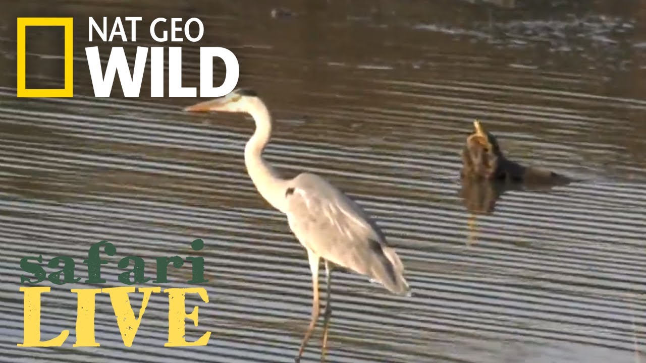 nat geo wild logo Safari Live - Day 177 | Nat Geo Wild