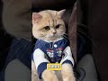 Resident Sea Cat: Who Calls the Mega Pineapple Home
