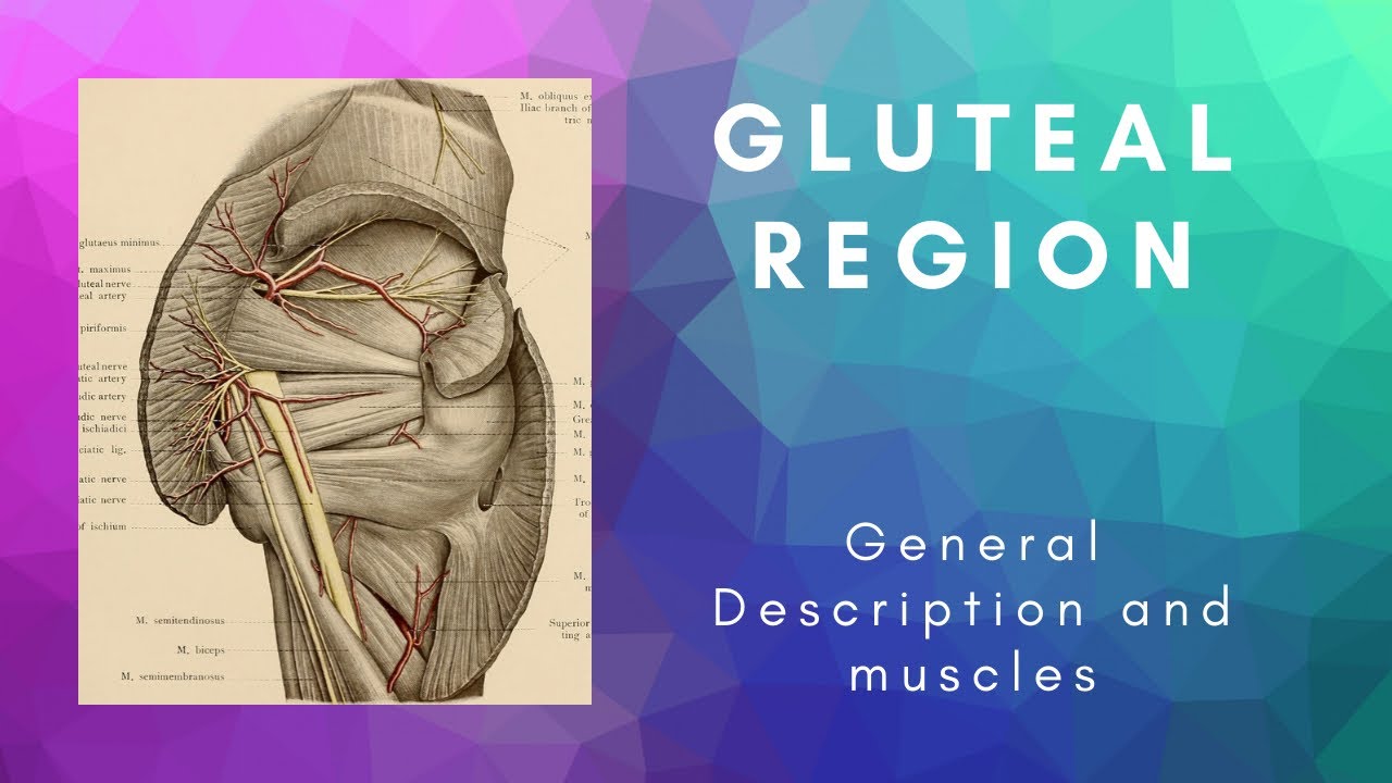 Muscle Anatomy Gluteal Region