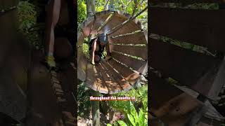 Unleash Your Inner Adventurer: Treetop Trekking in Miami, Florida!