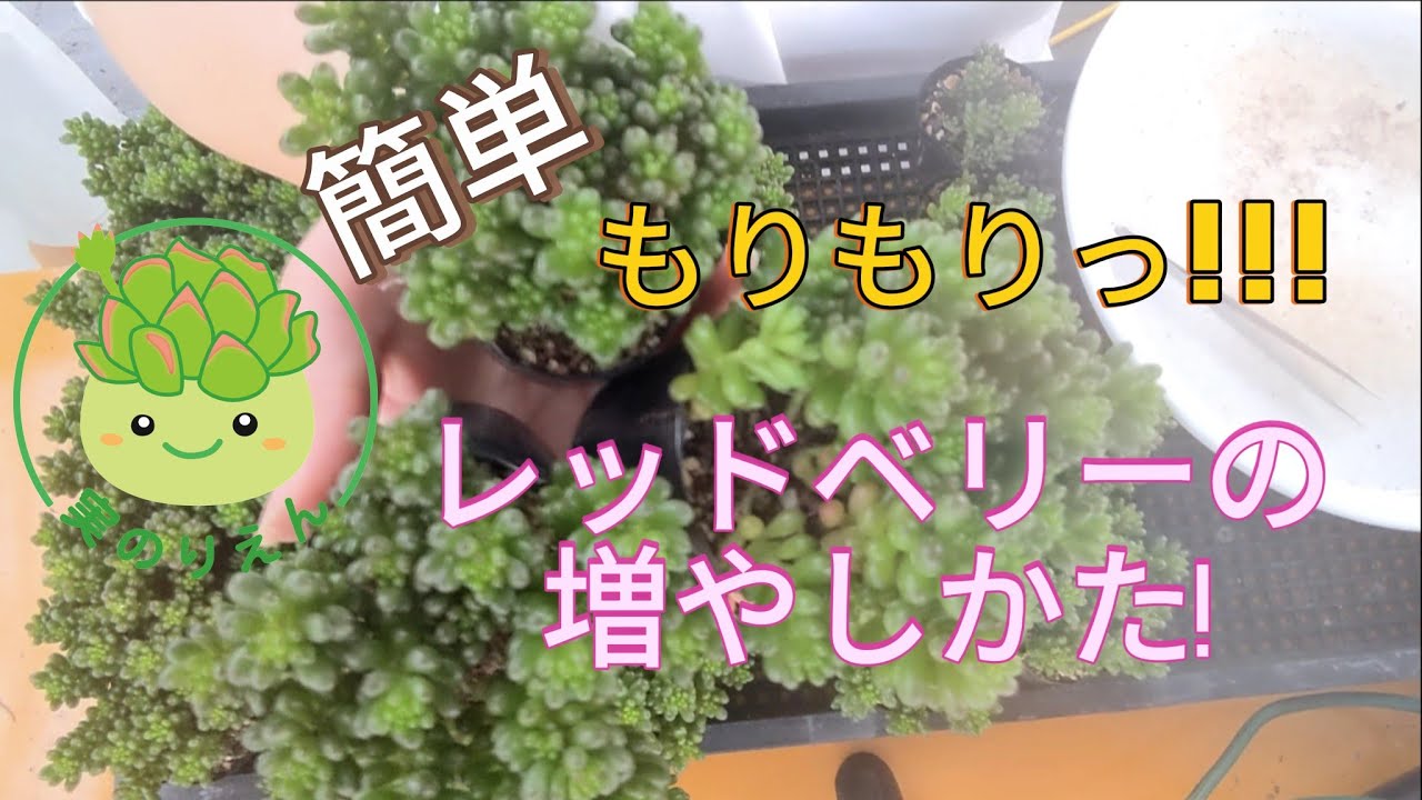 26 もりもり!レッドベリーを増やそう✨ - YouTube