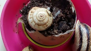 بيض الحلزونsnail eggs حلزون تربية_الحلزون   snail_breedingtrending escargot