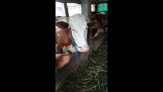Ternak sapi di kasi ampas tahu.gemuk"