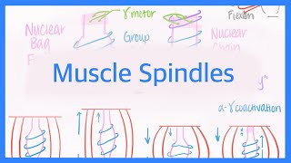Muscle Spindles: Innervations and Alpha-Gamma Coactivation
