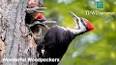 The Fascinating World of Woodpeckers ile ilgili video