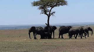 Wow Elephant migration at the Masai Mara towards Serengeti in Tanzania