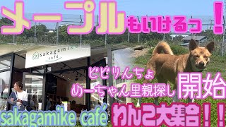 最強ビビりんちょだったメープル！里親さん募集開始！メープルもsakagamike caféに行こうよ！