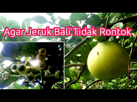 Video: Penyerbukan Pohon Grapefruit - Tips Penyerbukan Pohon Grapefruit Secara Manual