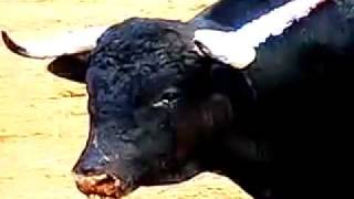 Lagrimas de un toro.avi