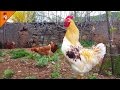 Rooster Crows Non Stop - Rooster Sound Effect - Rooster Crowing in the Morning - Chicken Videos