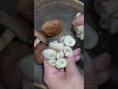 Vídeo: Os cogumelos shiitake estragam?