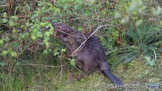 Beavers in Wales