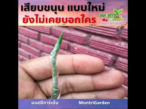 การเสียบยอดขนุน แบบใหม่ไม่เคยเปิดมาก่อน  Grafting Juck fruit