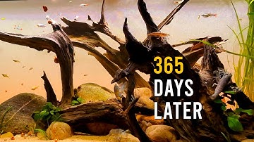 I IGNORED My Bamboo & Vampire Shrimp Tank For 1 Year – It Went WILD!