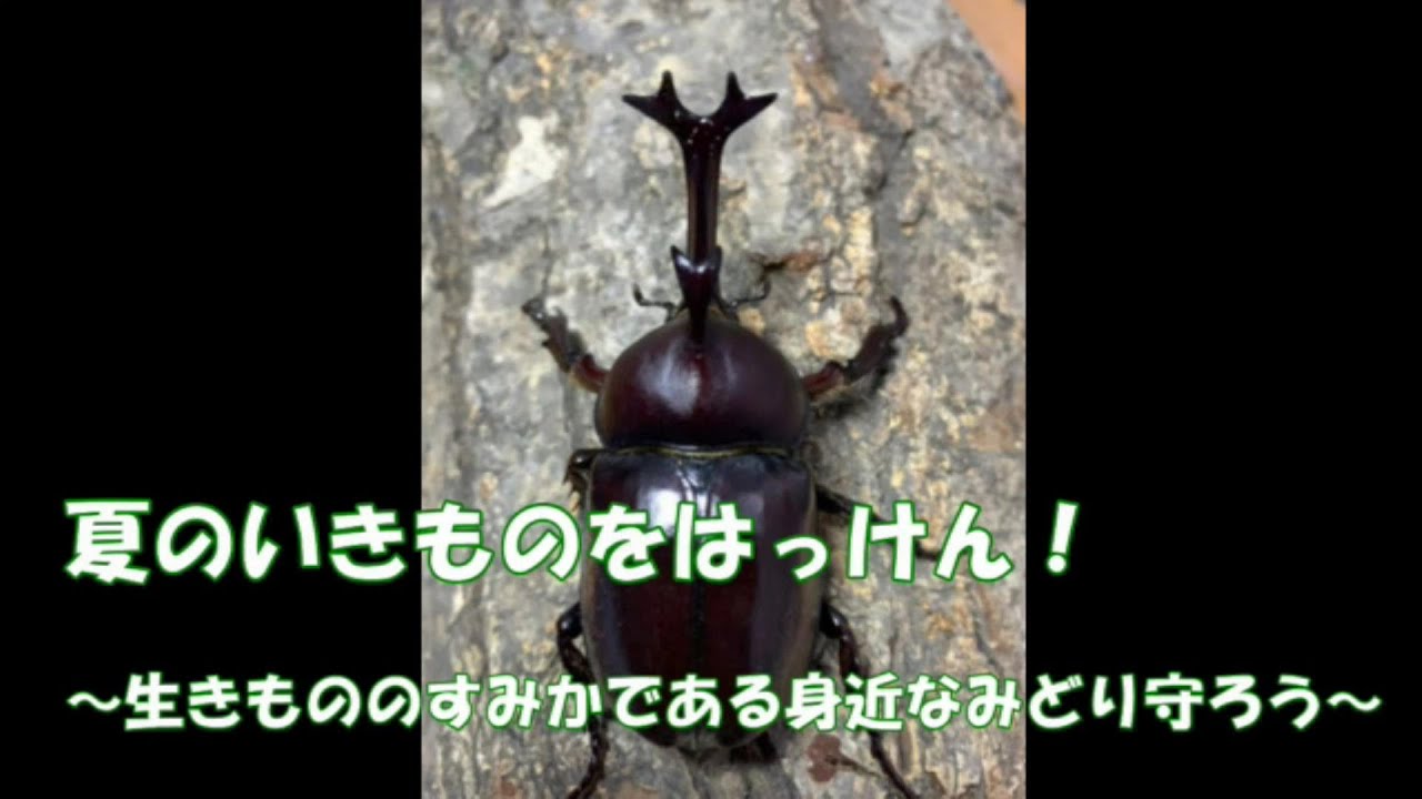 夏のいきものはっけん 生きものの住みかである身近なみどりを守ろう Youtube