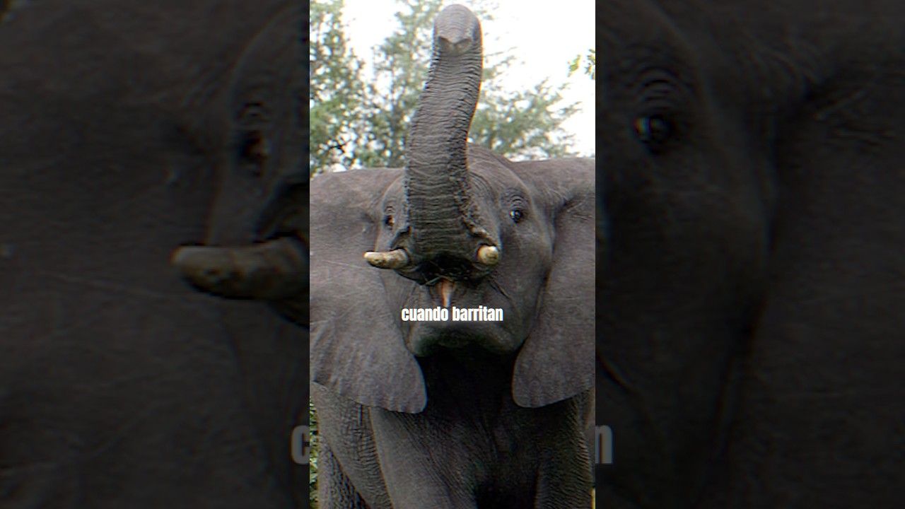 ¿Cómo sabes que un Elefante va a atacar?🐘