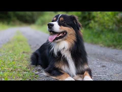 Video: Chi è Un Conduttore Di Cani