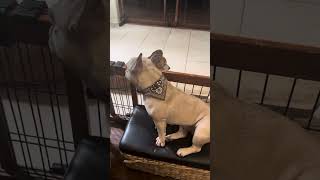Attempting to Train My French Bulldog to Stop Jumping